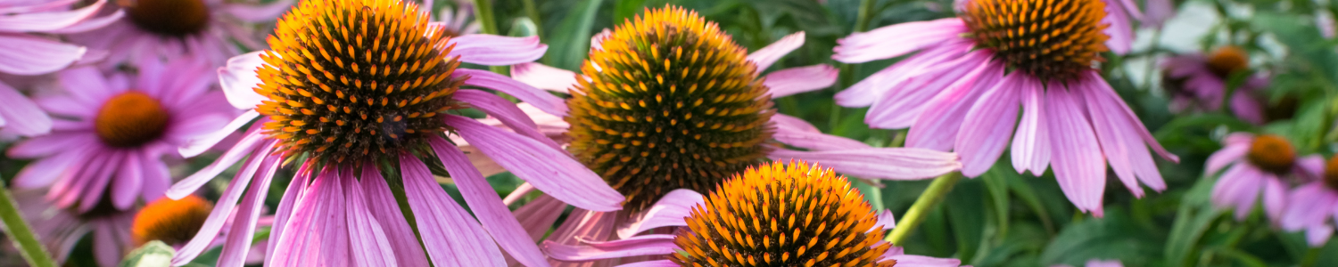 landscaping flowers