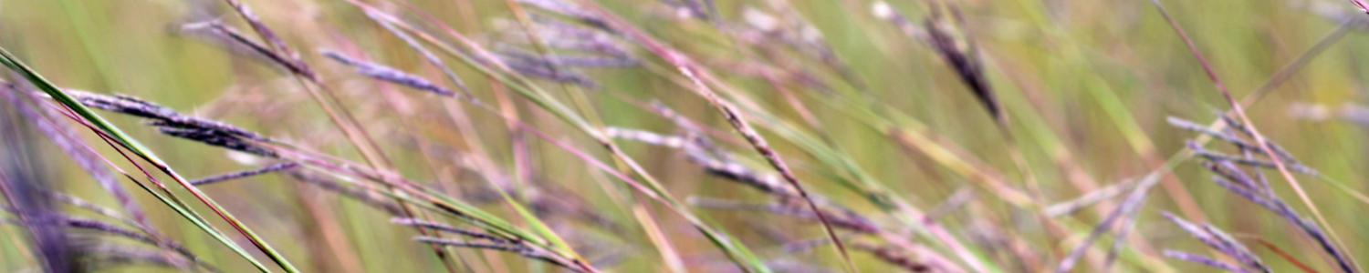 landscaping grasses landscaping grasses