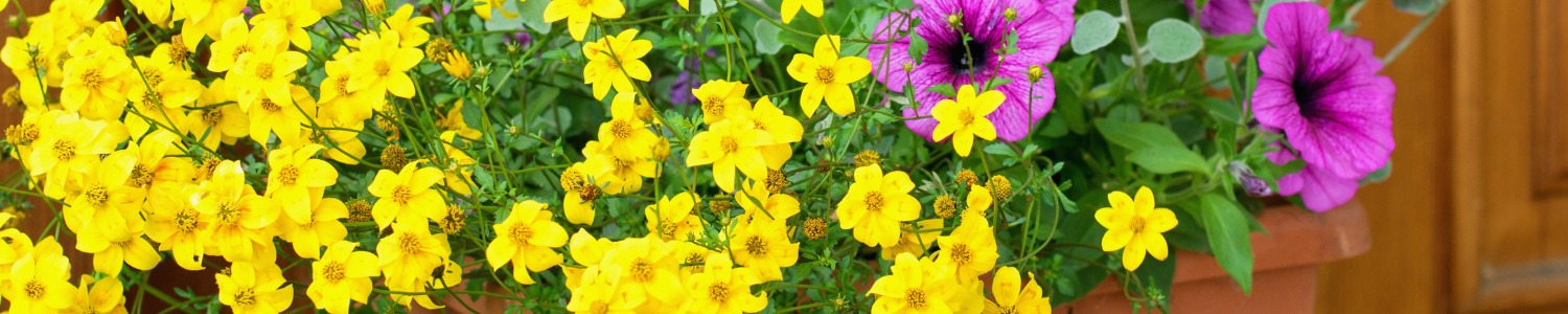 landscaping plants for potting landscaping plants for potting