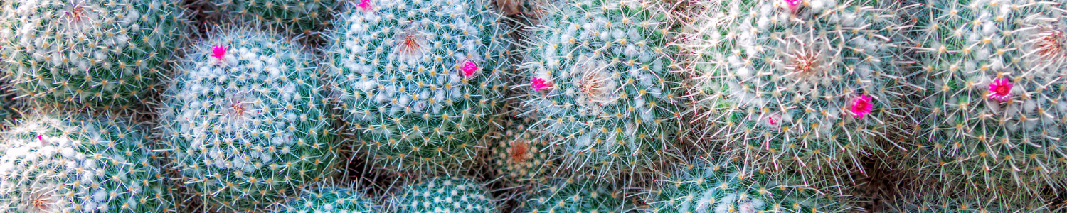 landscaping cacti landscaping cacti