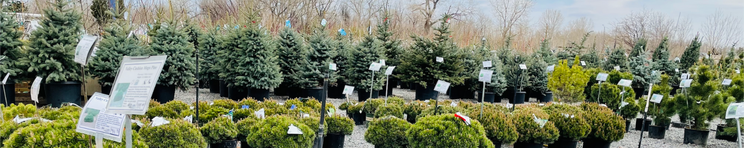 landscaping native trees and shrubs landscaping native trees and shrubs