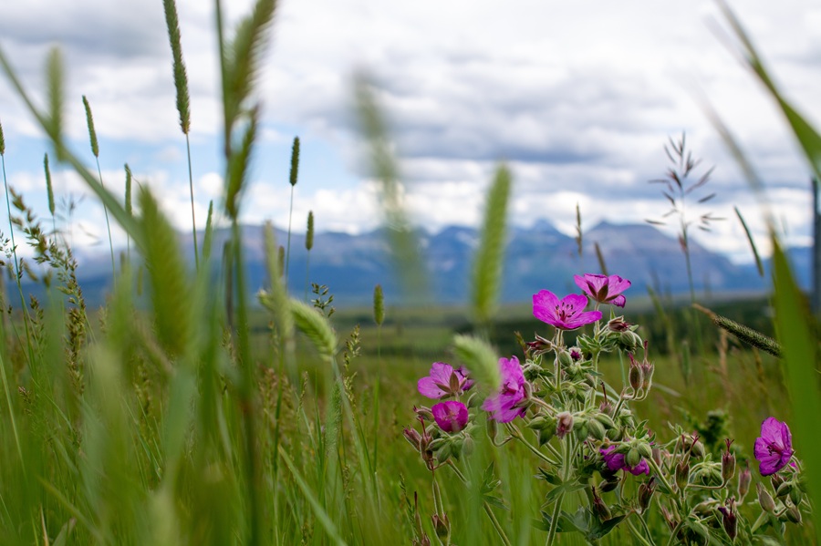 flowers in a field