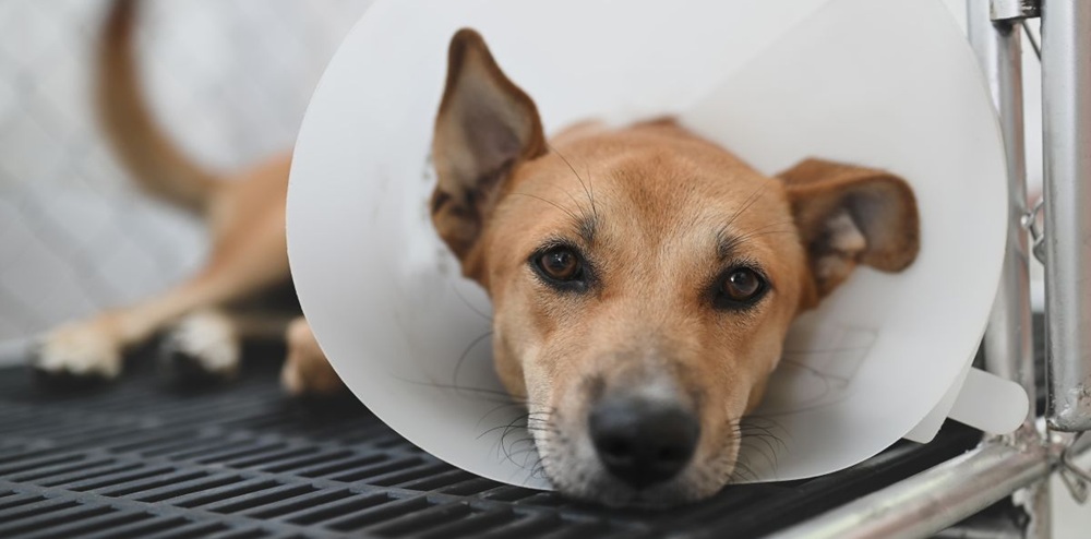 perro con cono recuperándose