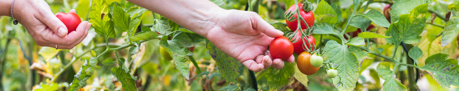 landscaping vegetables landscaping vegetables